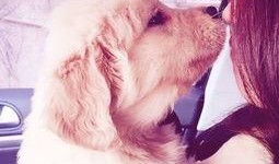 训犬师爆料糯米视频大全,糯米视频大全背后的真实训练技巧